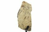 Dinosaur (Triceratops) Frill Shield Edge w/ Stand - South Dakota #378565-1